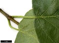 SpeciesSub: subsp. mandshurica